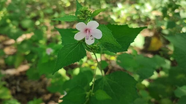 urena plant with flowers