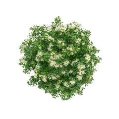 Obraz premium Aerial View of a Lush Green Shrub with Delicate White Blossoms