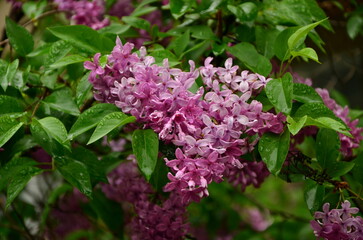 lilac flowers in the garden with water drops on a spring rainy day