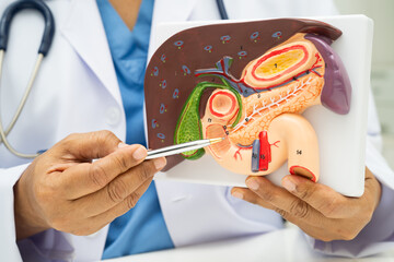Liver with gallbladder, pancreas spleen and duodenum, Asian doctor holding human anatomy model for...