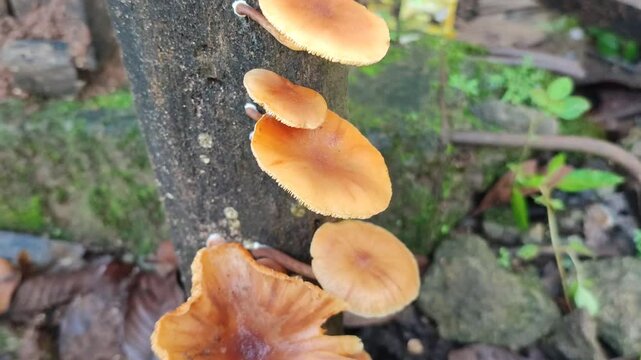 mushroom on dead wood