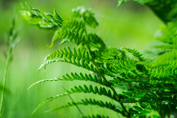 Forêt des Landes de Gascogne, au printemps