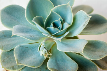 Sempervivum, a rosette-shaped succulent plant.