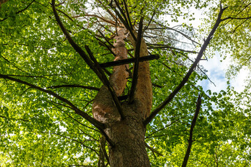 A forked trunk of a tall pine tree in the forest with the remains of a hut on the branches