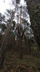  Imagen desde abajo de altos árboles en bosque, perspectiva ideal para naturaleza, ecología y conservación.