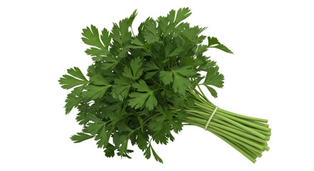 Isolated Fresh Bunch of Parsley Tied with a Rubber Band