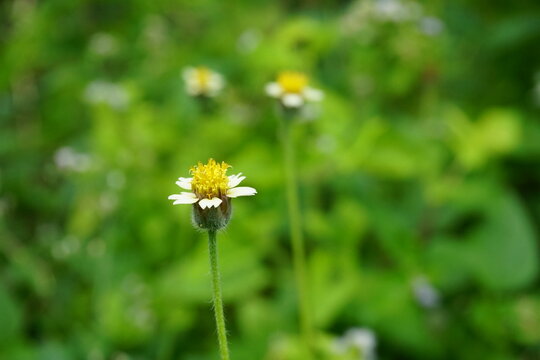 tridax procumbens flowers are blooming in garden