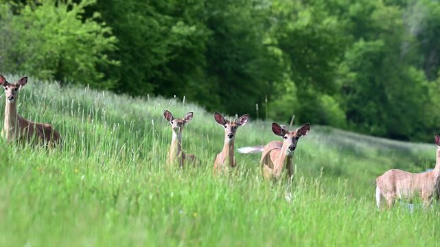 isolated deer family zoom lans, looking at the camera, selective focus rel time video