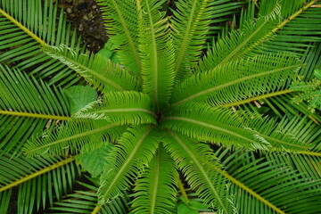 cycas revoluta are captured from the top