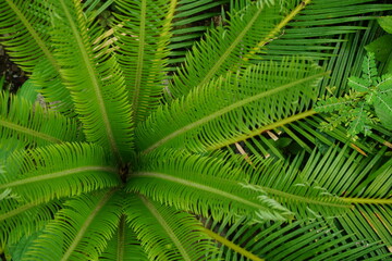 cycas revoluta are captured from the top