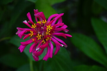 Obraz premium red zinnia elegans are blooming in the garden
