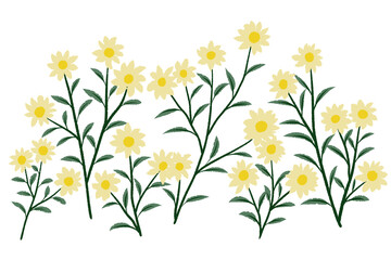 yellow flowers on white background