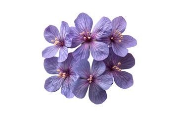 Obraz premium Six purple geranium blooms with five petals each and visible stamen centers, isolated on a transparent background