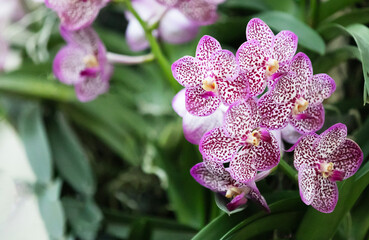 Purple orchid in the garden, Horizontal