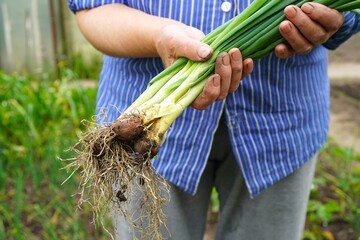 A person is holding freshly harvested green onions with roots visible, showcasing a successful garden yield