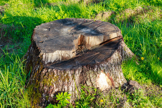 Lifeless stump of an old tree in the middle of green grass