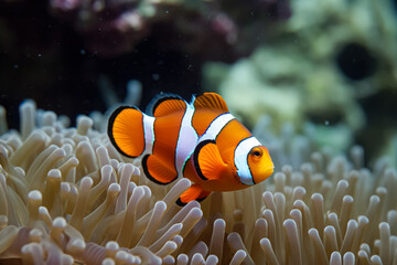 Small orange and white fish is swimming in a sea of green and white coral
