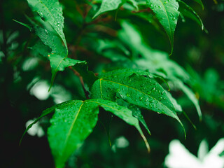 Green leaves with water drops on tropical rainforest background. Splashing water drops on green leaves. Wet green leaves on dark forest background.