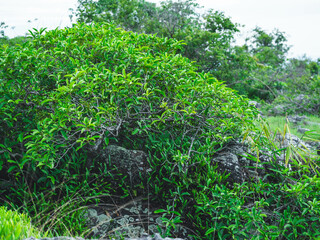Beautiful scene of tropical trees and plants in the rainforest of Thailand. Nature background of a rainforest