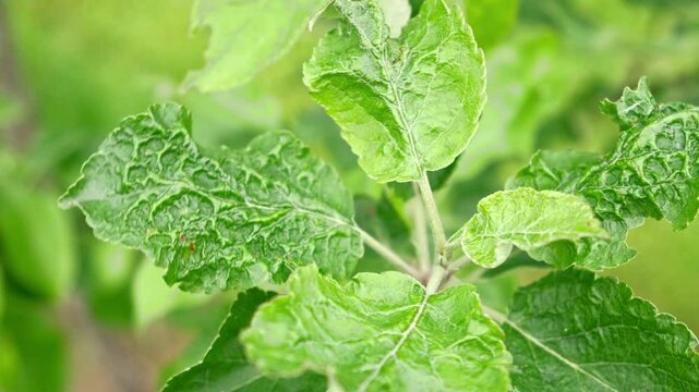 Apple Tree leaf curl. Diseases affecting fruit trees. Fungus deformans symptom. Puckered blistered distorted Leaves thickened and severely distort. Damage. Concept of farming, pest control, yield loss