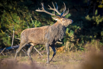 Male red deer, cervus elaphus, rutting during sunset