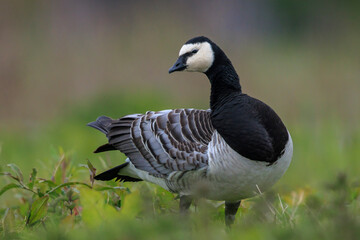 Closeup of a barnacle goose Branta leucopsis in a meadow