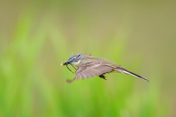 Western yellow wagtail female bird Motacilla flava hunting for prey
