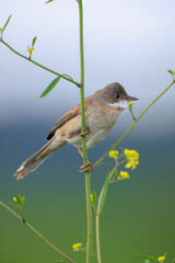 Whitethroat bird, Sylvia communis, foraging in a meadow