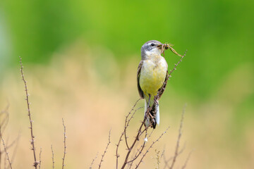 Western yellow wagtail female bird Motacilla flava hunting for prey