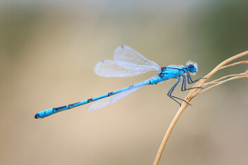 Abstract nature Enallagma cyathigerum, common blue damselfly, common bluet, or northern bluet