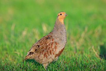 Grey partridge Perdix perdix, foraging