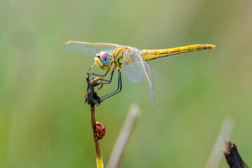 Sympetrum fonscolombii, Red-veined darter or nomad resting on vegetation