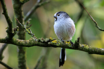 Closeup of a long-tailed tit or long-tailed bushtit, Aegithalos caudatus, bird foraging in a forest