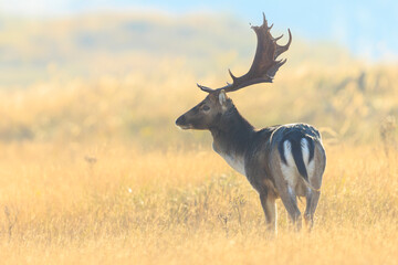 Fallow deer stag Dama Dama in a meadow