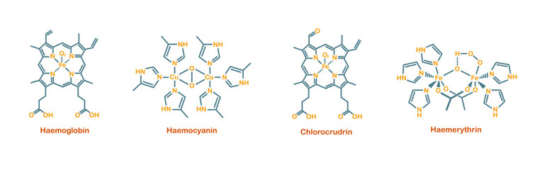 Chemical structure of blood. Haemoglobin, haemocyanin, chlorocrudin, and haemerythrin.