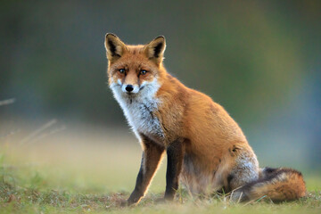 Fototapeta premium Wild red fox, vulpes vulpes, foraging in a meadow