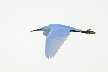 Little Egret, Egretta garzetta, in flight