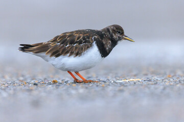 Closeup of a Rubby turnstone Arenaria interpres wading bird foraging between rocks at the sea coast