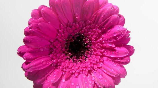 The entire bloom of a pink gerbera is seen head-on, covered in drops and flooded with bright light. The slow rotation brings out its symmetrical beauty.