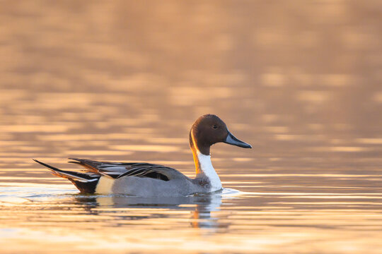 Anas acuta, Northern Pintail male duck swimming during sunset