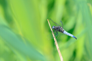 Scarce chaser, Libellula fulva, resting on vegetation