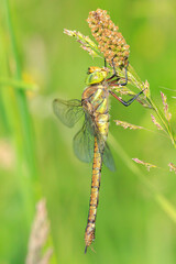 Green-eyed hawker Aeshna isoceles resting