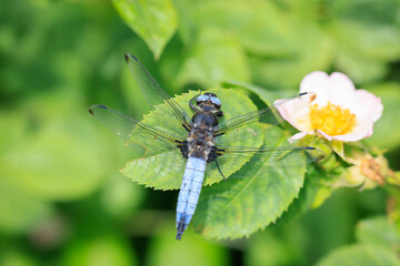 Scarce chaser, Libellula fulva, resting on vegetation