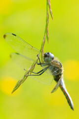 Scarce chaser, Libellula fulva, resting on vegetation
