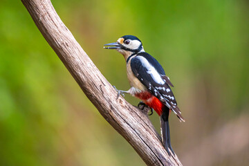 Closeup of a great spotted woodpecker, Dendrocopos major, perched in a forest