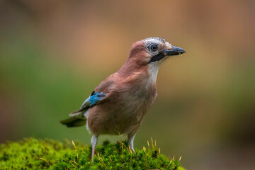 Eurasian jay, Garrulus glandarius, bird close-up