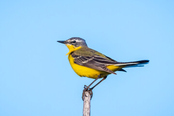 Closeup of a male western yellow wagtail bird Motacilla flava singing