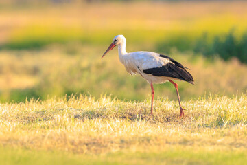 Stork, Ciconia ciconia, foraging in grass