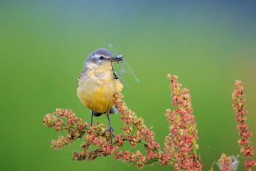 Closeup of a hunting western yellow wagtail bird Motacilla flava with prey