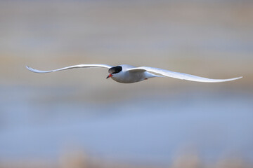 Common Tern, Sterna hirundo, hunting